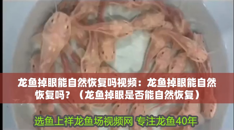 龍魚掉眼能自然恢復嗎視頻：龍魚掉眼能自然恢復嗎？（龍魚掉眼是否能自然恢復）