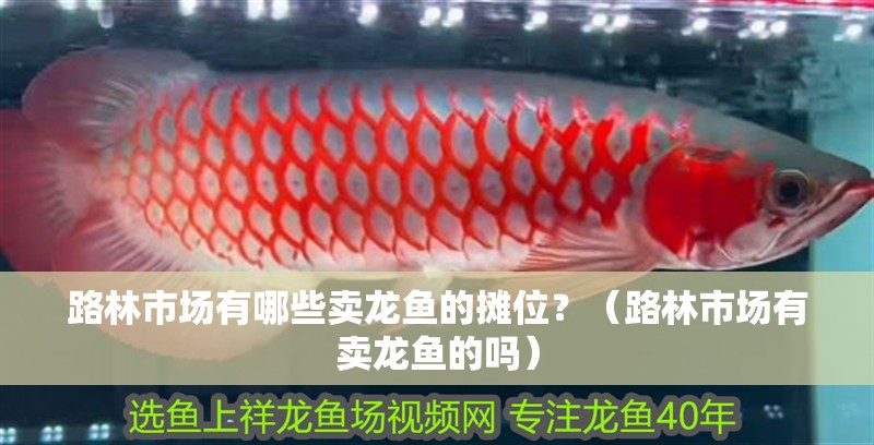 路林市場有哪些賣龍魚的攤位？（路林市場有賣龍魚的嗎）