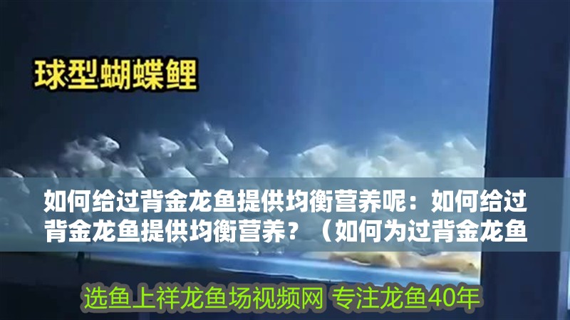 如何給過背金龍魚提供均衡營養呢：如何給過背金龍魚提供均衡營養？（如何為過背金龍魚提供均衡的營養）