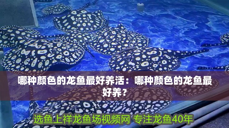 哪種顏色的龍魚最好養活：哪種顏色的龍魚最好養？
