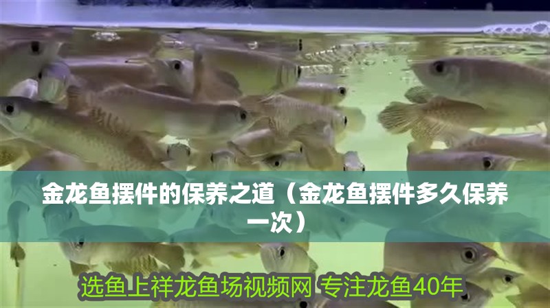 金龍魚擺件的保養之道（金龍魚擺件多久保養一次）
