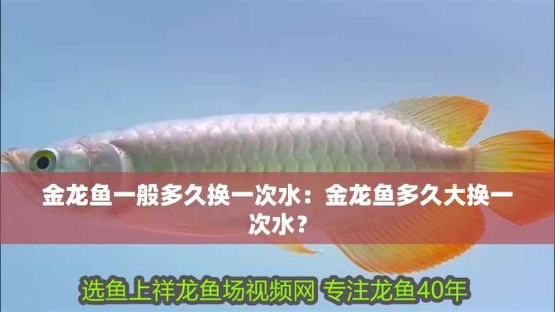 金龍魚一般多久換一次水：金龍魚多久大換一次水？