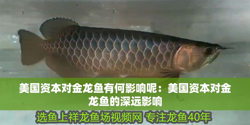 美國資本對金龍魚有何影響呢：美國資本對金龍魚的深遠(yuǎn)影響