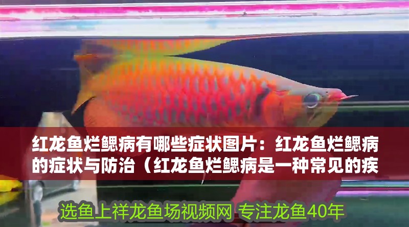 紅龍魚爛鰓病有哪些癥狀圖片：紅龍魚爛鰓病的癥狀與防治（紅龍魚爛鰓病是一種常見的疾病）