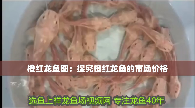 橙紅龍魚圖：探究橙紅龍魚的市場價格