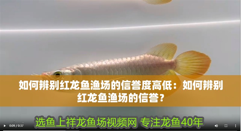 如何辨別紅龍魚漁場的信譽度高低：如何辨別紅龍魚漁場的信譽？