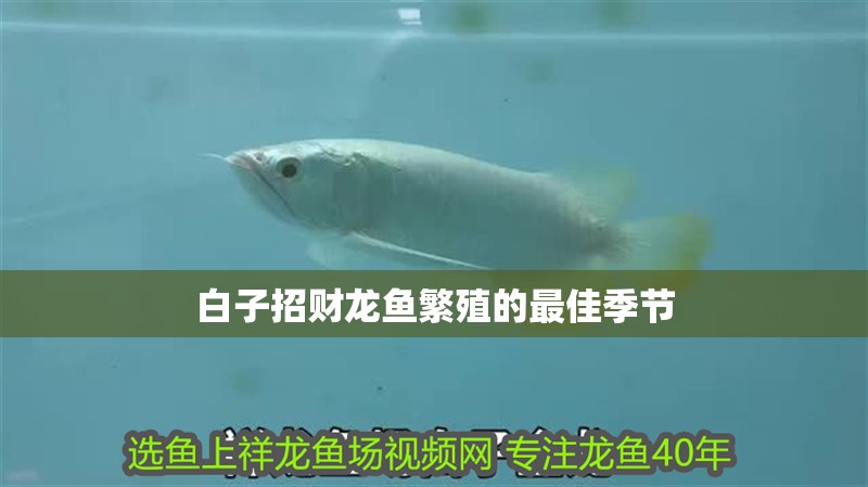 魚缸用增氧泵價格是多少:魚缸增氧機-xtrac增氧機-xtrac增氧機 白子招財龍魚繁殖的最佳季節 龍魚百科 白子招財龍魚繁殖的最佳季節 白子招財龍魚繁殖的最佳季節 龍魚百科