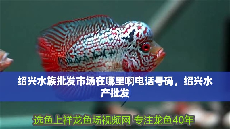 紹興水族批發市場在哪里啊電話號碼，紹興水產批發