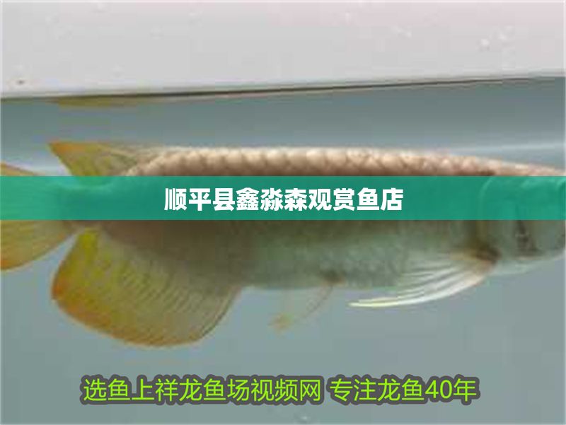 順平縣鑫淼森觀賞魚店