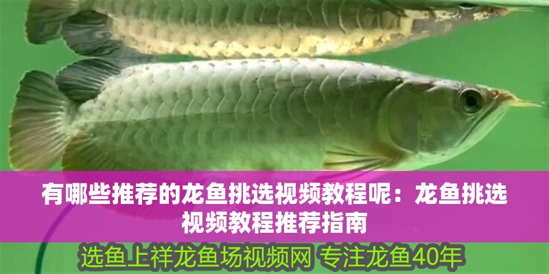 有哪些推薦的龍魚挑選視頻教程呢：龍魚挑選視頻教程推薦指南