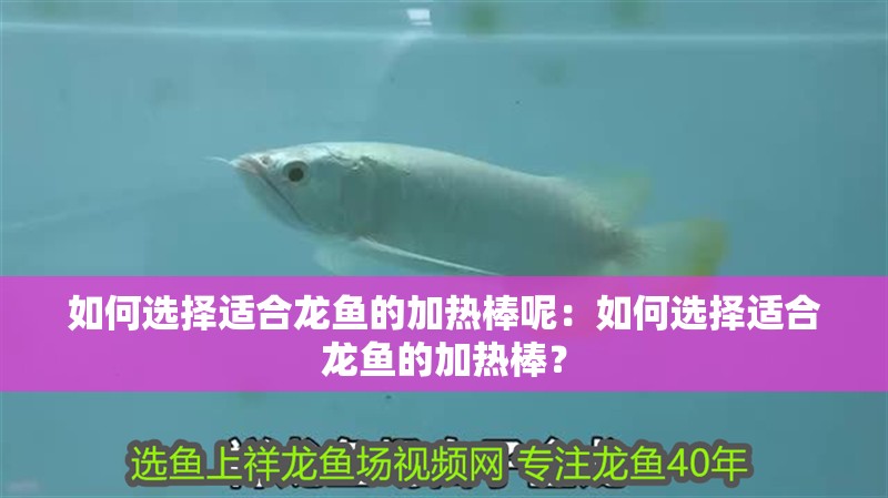 如何選擇適合龍魚的加熱棒呢：如何選擇適合龍魚的加熱棒？
