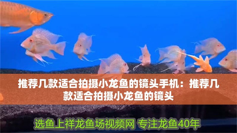 推薦幾款適合拍攝小龍魚的鏡頭手機：推薦幾款適合拍攝小龍魚的鏡頭