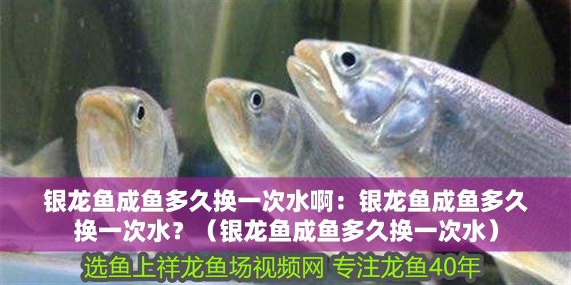 銀龍魚成魚多久換一次水啊：銀龍魚成魚多久換一次水？（銀龍魚成魚多久換一次水）