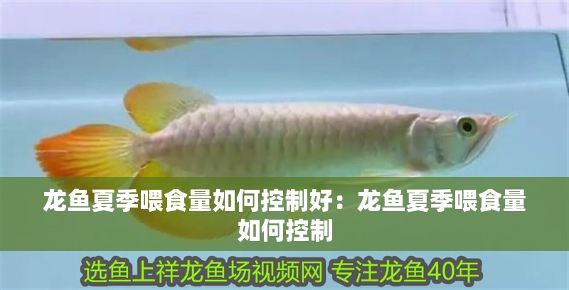 龍魚夏季喂食量如何控制好：龍魚夏季喂食量如何控制