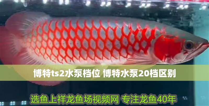 魚缸過濾器選購指南:自制魚缸過濾器魚缸上置過濾器對于養魚愛好者的必備知識 博特ts2水泵檔位 博特水泵20檔區別 觀賞魚百科 博特ts2水泵檔位 博特水泵20檔區別 博特ts2水泵檔位 博特水泵20檔區別 觀賞魚百科