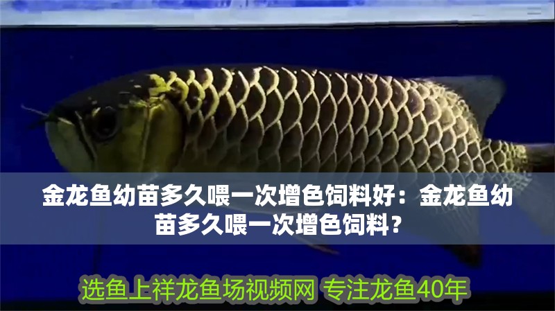 金龍魚幼苗多久喂一次增色飼料好：金龍魚幼苗多久喂一次增色飼料？