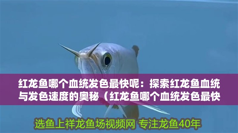 紅龍魚哪個血統發色最快呢：探索紅龍魚血統與發色速度的奧秘（紅龍魚哪個血統發色最快）