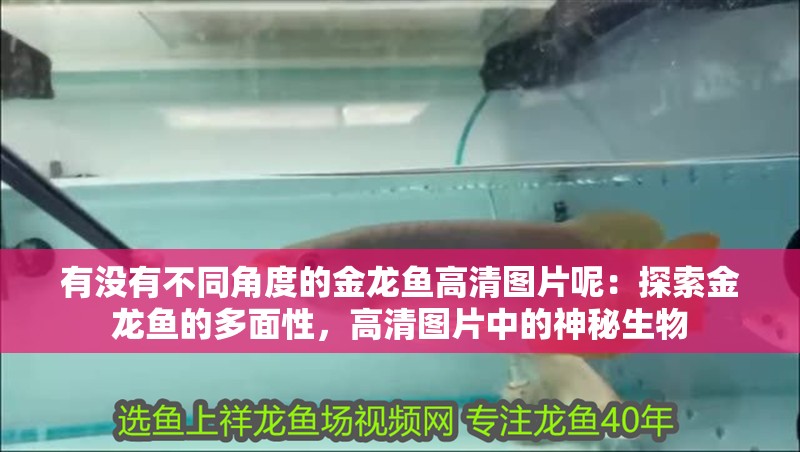 有沒有不同角度的金龍魚高清圖片呢：探索金龍魚的多面性，高清圖片中的神秘生物
