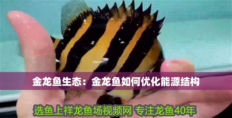 金龍魚生態：金龍魚如何優化能源結構