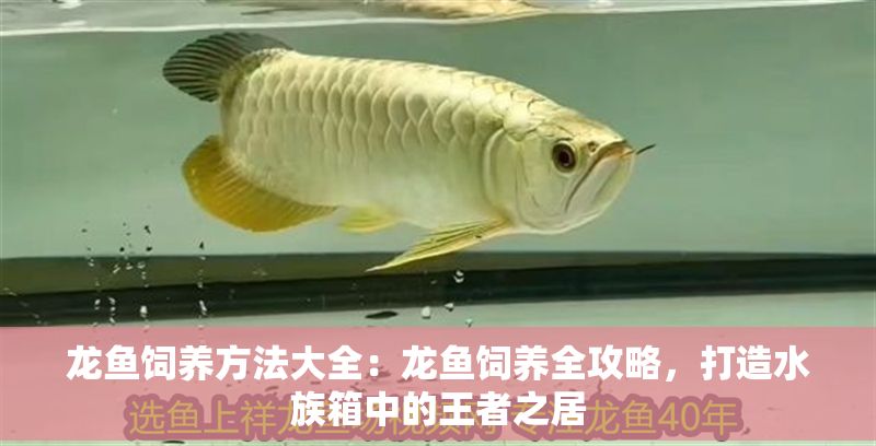 龍魚飼養(yǎng)方法大全：龍魚飼養(yǎng)全攻略，打造水族箱中的王者之居