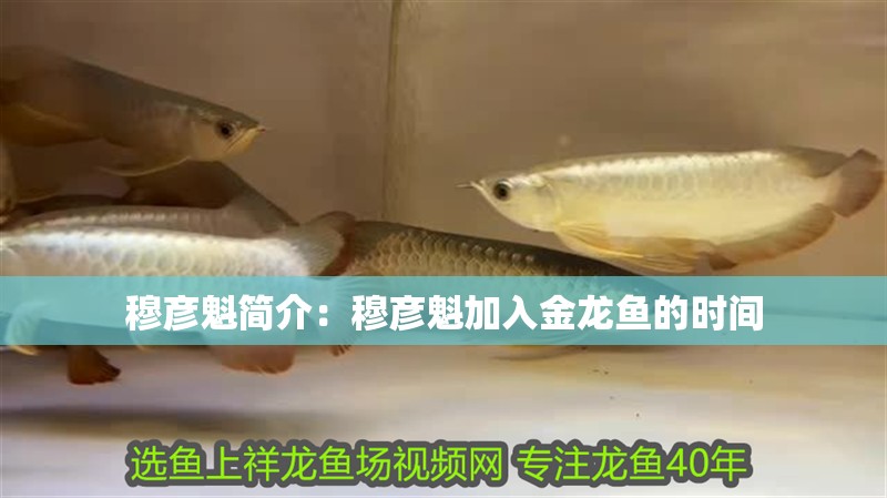 穆彥魁簡介：穆彥魁加入金龍魚的時(shí)間