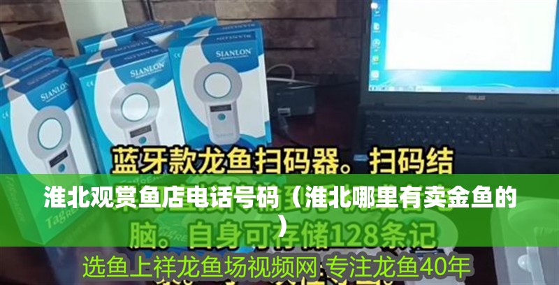 淮北觀賞魚店電話號碼（淮北哪里有賣金魚的）