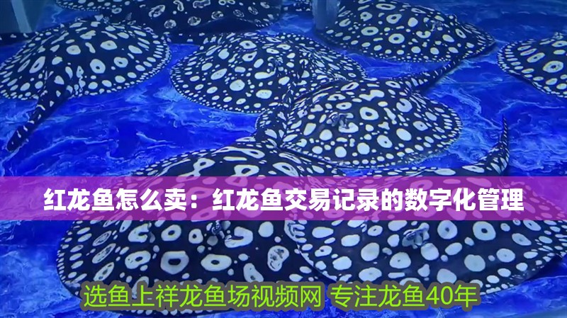紅龍魚怎么賣：紅龍魚交易記錄的數字化管理