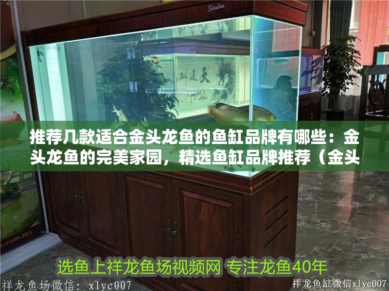 推薦幾款適合金頭龍魚的魚缸品牌有哪些：金頭龍魚的完美家園，精選魚缸品牌推薦（金頭龍魚品牌魚缸選擇）