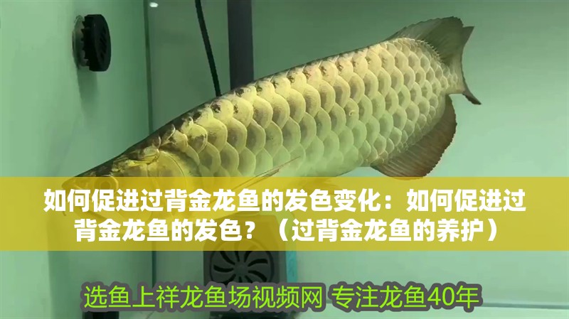如何促進過背金龍魚的發色變化：如何促進過背金龍魚的發色？（過背金龍魚的養護）