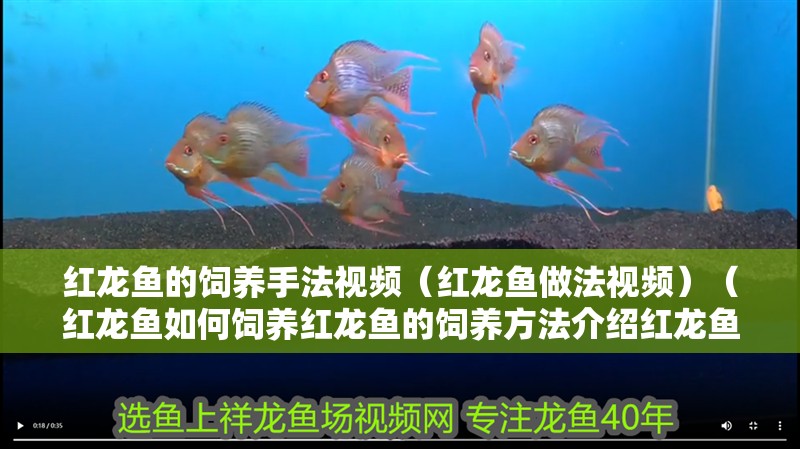 印尼虎魚多少溫度飼養最好:印尼虎魚多少溫度飼養最好印尼虎魚多少溫度飼養最好 紅龍魚的飼養手法視頻(紅龍魚做法視頻)(紅龍魚如何飼養紅龍魚的飼養方法介紹紅龍魚飼養方法) 觀賞魚百科 紅龍魚的飼養手法視頻(紅龍魚做法視頻)(紅龍魚如何飼養紅龍魚的飼養方法介紹紅龍魚飼養方法) 紅龍魚的飼養手法視頻(紅龍魚做法視頻)(紅龍魚如何飼養紅龍魚的飼養方法介紹紅龍魚飼養方法) 觀賞魚百科