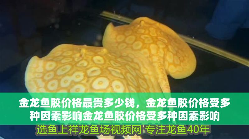 金龍魚膠價格最貴多少錢，金龍魚膠價格受多種因素影響金龍魚膠價格受多種因素影響