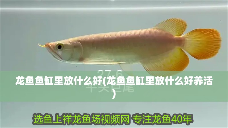 龍魚魚缸里放什么好(龍魚魚缸里放什么好養活)