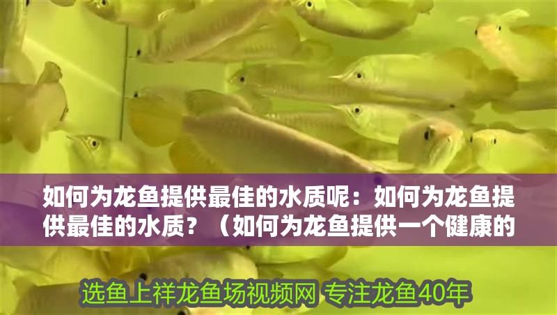如何為龍魚提供最佳的水質呢：如何為龍魚提供最佳的水質？（如何為龍魚提供一個健康的生活環境）