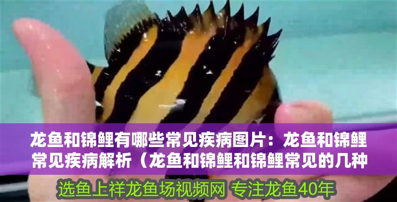 龍魚和錦鯉有哪些常見疾病圖片：龍魚和錦鯉常見疾病解析（龍魚和錦鯉和錦鯉常見的幾種疾病的預防和治療方法）