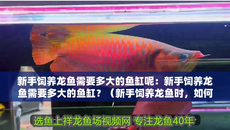 新手飼養龍魚需要多大的魚缸呢：新手飼養龍魚需要多大的魚缸？（新手飼養龍魚時，如何選擇一個合適的魚缸）