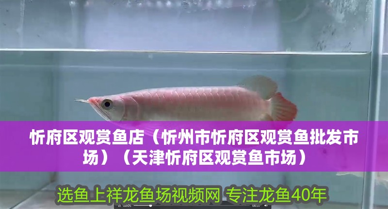 <strong><mark>忻府</mark></strong>區觀賞魚店（忻州市<strong><mark>忻府</mark></strong>區觀賞魚批發市場）（天津<strong><mark>忻府</mark></strong>區觀賞魚市場）