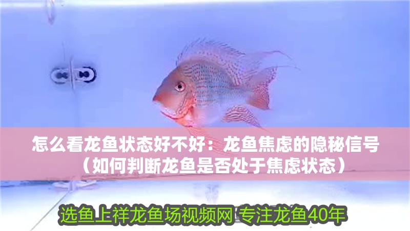 怎么看龍魚狀態好不好：龍魚焦慮的隱秘信號（如何判斷龍魚是否處于焦慮狀態）