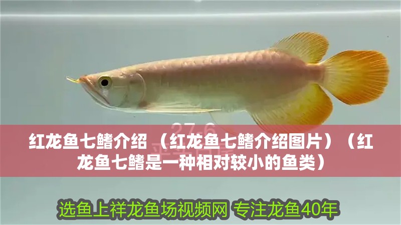 紅龍魚七鰭介紹 （紅龍魚七鰭介紹圖片）（紅龍魚七鰭是一種相對較小的魚類）