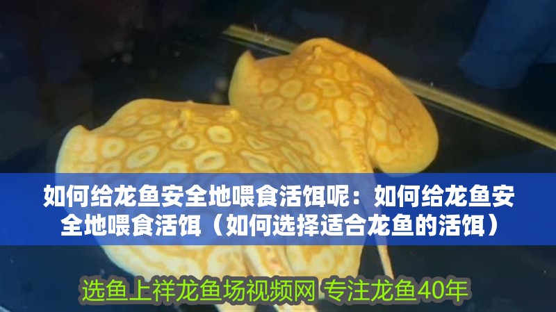 如何給龍魚安全地喂食活餌呢：如何給龍魚安全地喂食活餌（如何選擇適合龍魚的活餌）