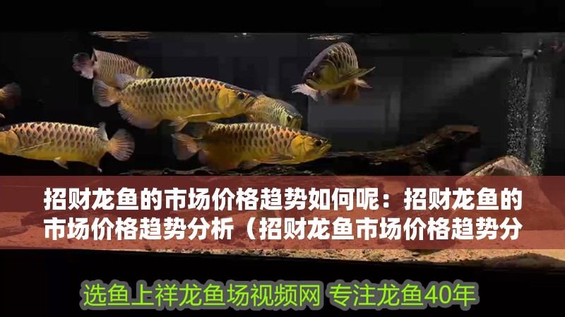 招財龍魚的市場價格趨勢如何呢：招財龍魚的市場價格趨勢分析（招財龍魚市場價格趨勢分析招財龍魚市場價格趨勢分析）