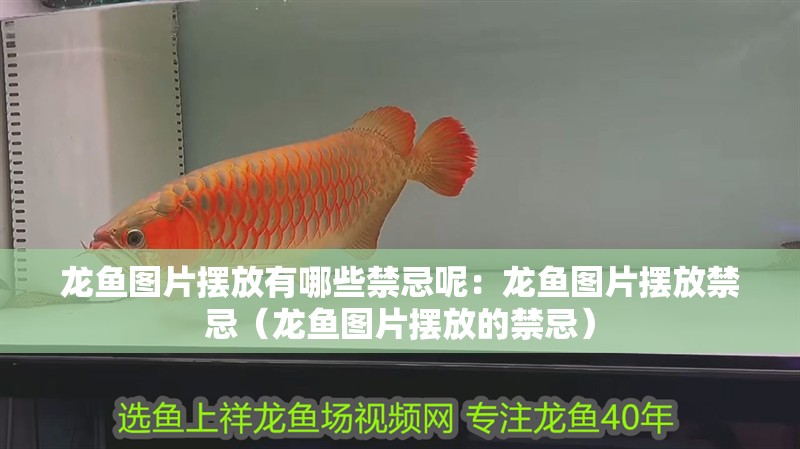 龍魚圖片擺放有哪些禁忌呢：龍魚圖片擺放禁忌（龍魚圖片擺放的禁忌）