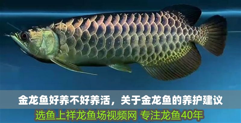 金龍魚好養不好養活，關于金龍魚的養護建議
