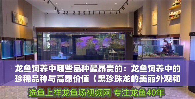 龍魚飼養中哪些品種最昂貴的：龍魚飼養中的珍稀品種與高昂價值（黑珍珠龍的美麗外觀和稀有性和美觀程度高昂的龍魚品種）
