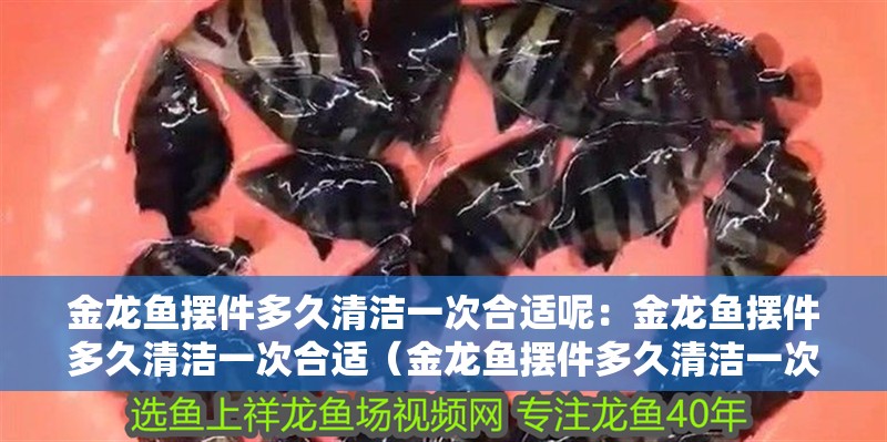 金龍魚擺件多久清潔一次合適呢：金龍魚擺件多久清潔一次合適（金龍魚擺件多久清潔一次）