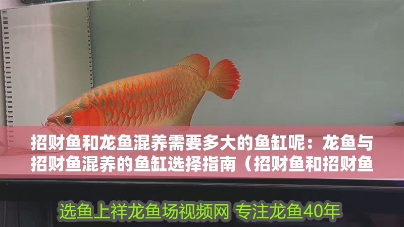 招財魚和龍魚混養需要多大的魚缸呢：龍魚與招財魚混養的魚缸選擇指南（招財魚和招財魚混養的魚缸尺寸范圍如何選擇合適的魚缸）