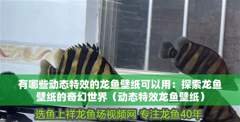 有哪些動態特效的龍魚壁紙可以用：探索龍魚壁紙的奇幻世界（動態特效龍魚壁紙）