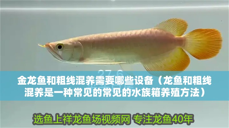 金龍魚和粗線混養(yǎng)需要哪些設備（龍魚和粗線混養(yǎng)是一種常見的常見的水族箱養(yǎng)殖方法）