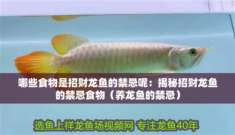 哪些食物是招財龍魚的禁忌呢：揭秘招財龍魚的禁忌食物（養龍魚的禁忌）