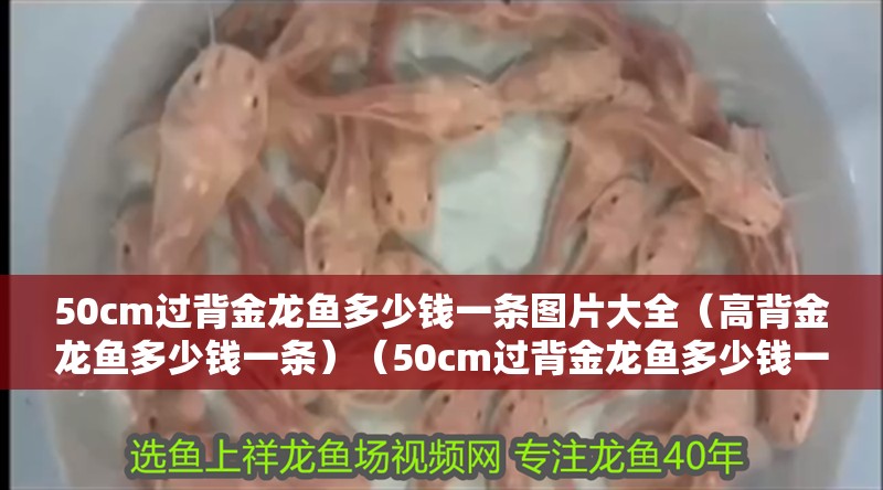 50cm過背金龍魚多少錢一條圖片大全（高背金龍魚多少錢一條）（50cm過背金龍魚多少錢一條圖片大全）