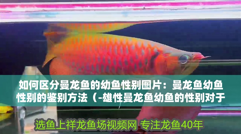 如何區(qū)分曼龍魚的幼魚性別圖片：曼龍魚幼魚性別的鑒別方法（-雄性曼龍魚幼魚的性別對于養(yǎng)魚愛好者來說是一項重要的技能）